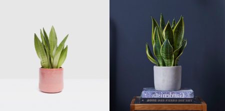 انواع سانسوریا