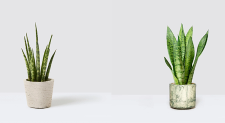 انواع سانسوریا