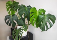 راهنمای کامل نگهداری گل برگ انجیری یا مونسترا دلیسیوسا