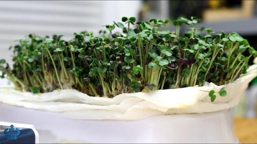 آموزش کاشت انواع سبزه عید برای سفره هفت سین