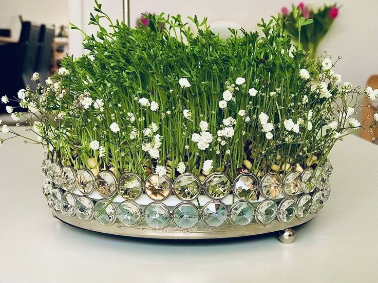 کاشت سبزه عید نوروز | آموزش انواع سبزه هفت‌سین