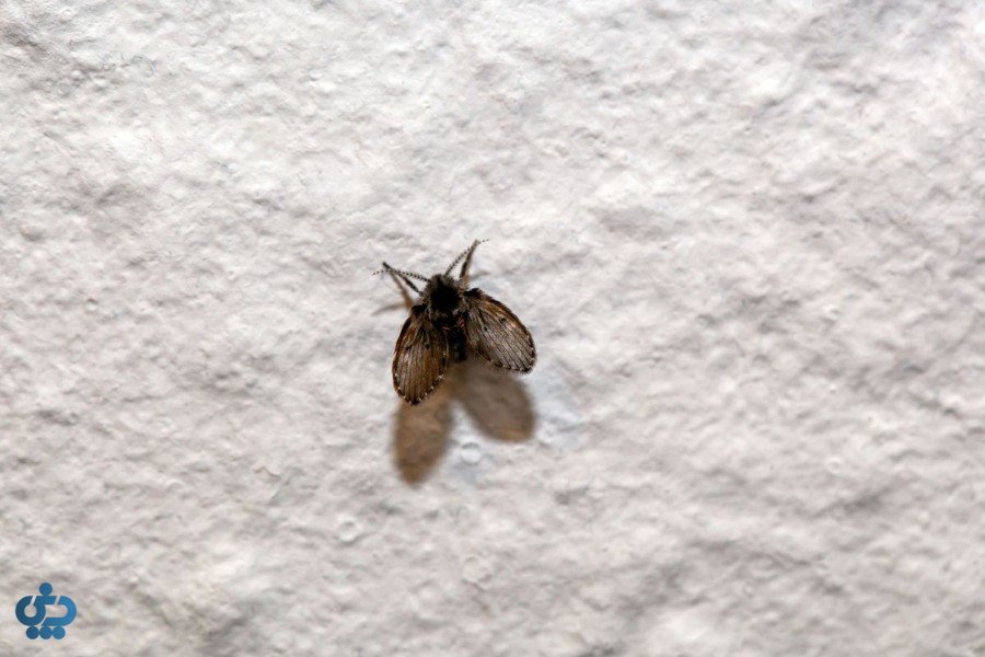 روشهای پیشگیری از حشرات در خانه