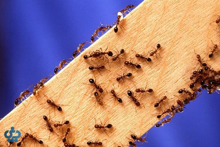 روشهای پیشگیری از حشرات در خانه