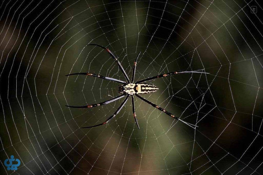 روشهای پیشگیری از حشرات در خانه