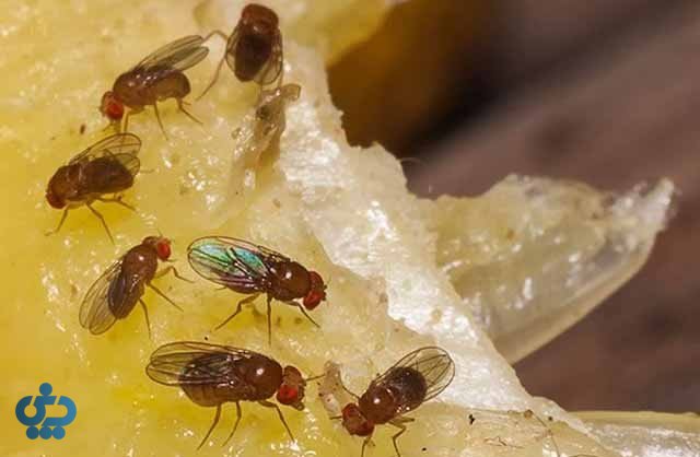 روشهای پیشگیری از حشرات در خانه