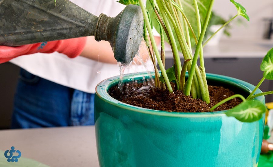 گیاه را از گلدان خارج کنیم