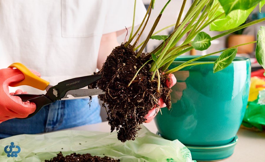 ایجاد برش در سیستم ریشه