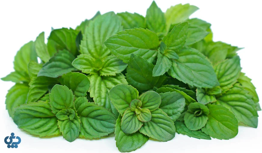 نعناع پرتقالی