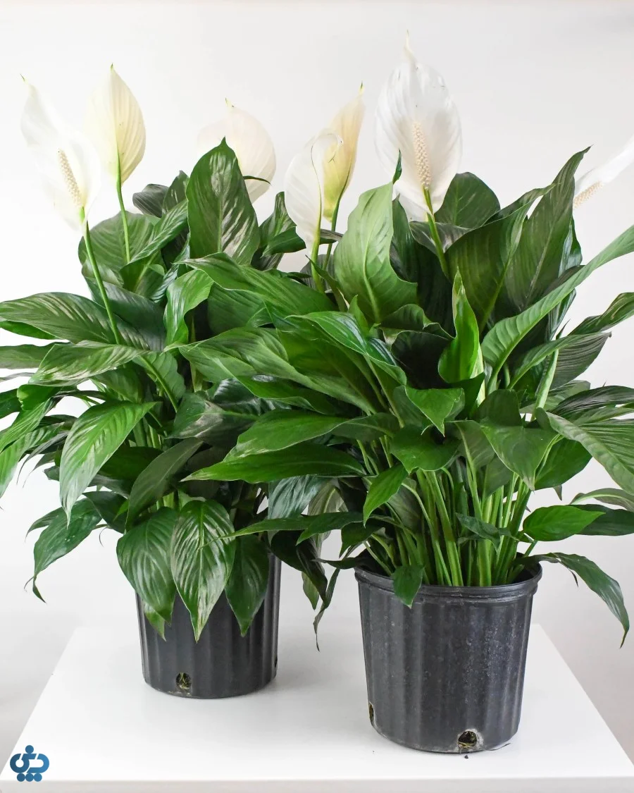 گل اسپاتی فیلوم (لی لی صلح)