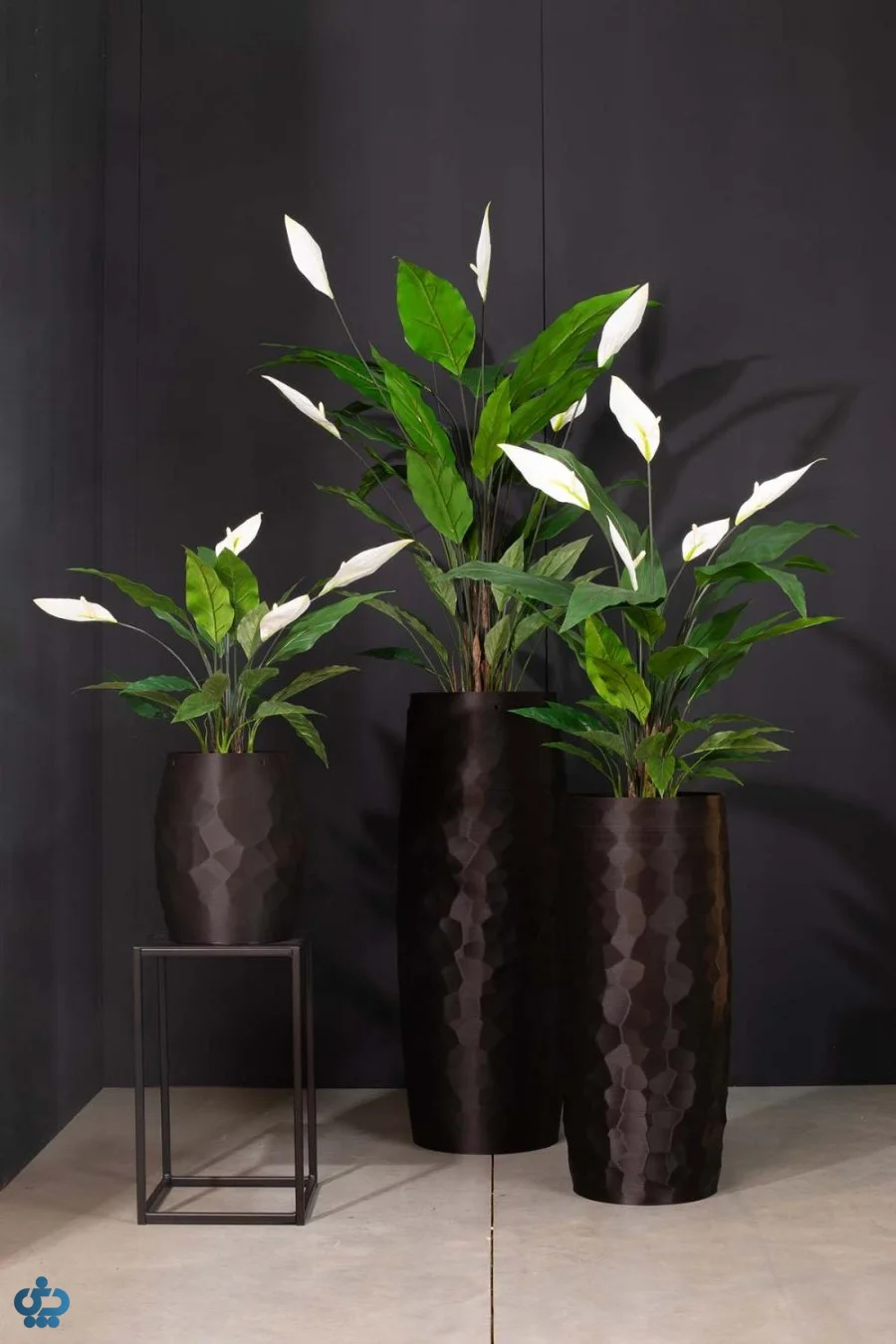 گل اسپاتی فیلوم (لی لی صلح)