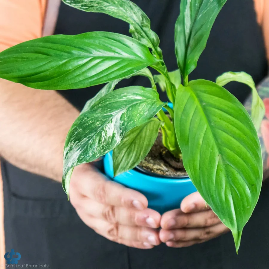 گل اسپاتی فیلوم (لی لی صلح)