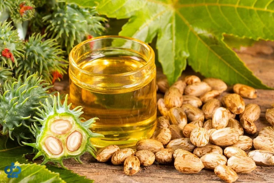 گیاه،دانه و روغن کرچک