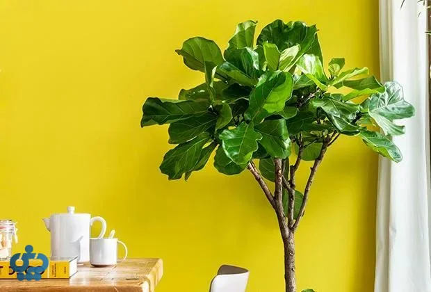 فیکوس برگ قاشقی