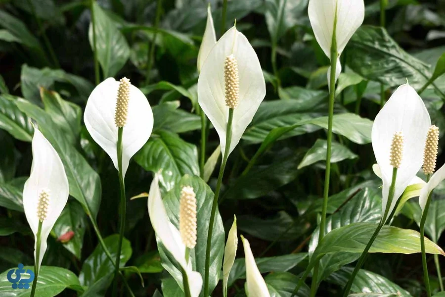 گل اسپاتی فیلوم (لی لی صلح)