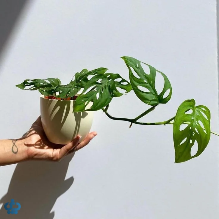 مونسترا آکومیناتا (Monstera Acuminata)
