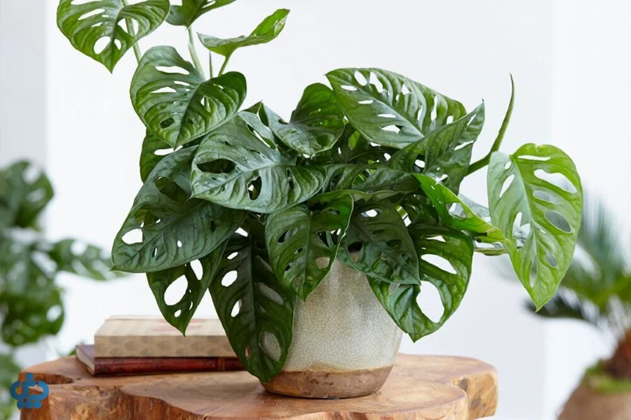 مونسترا آدانسونی (Monstera Adansonii)