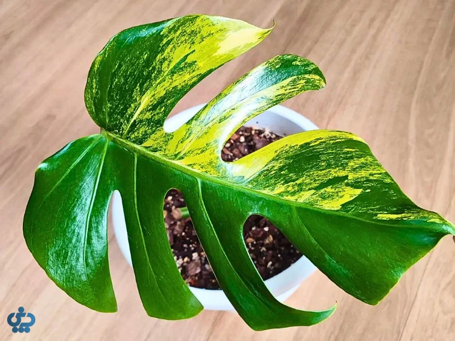 مونسترا اورئا واریگاتا (Monstera Aurea Variegata
