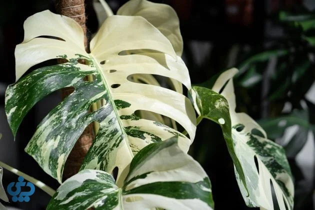ونسترا بورسجیانا (Monstera Borsigiana)