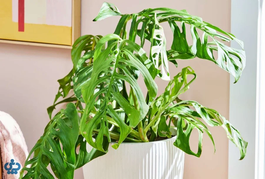 مونسترا اسکلتو (Monstera Esqueleto)