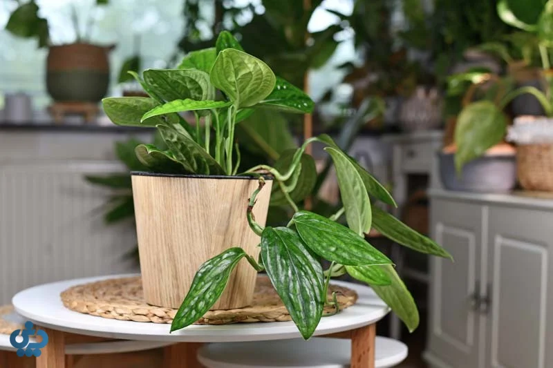 مونسترا پرو (Monstera Karstenianum)