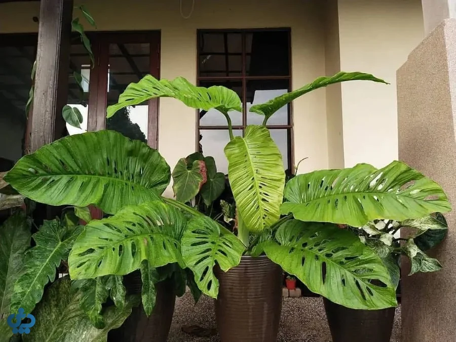 مونسترا لخلیریانا (Monstera Lechleriana)