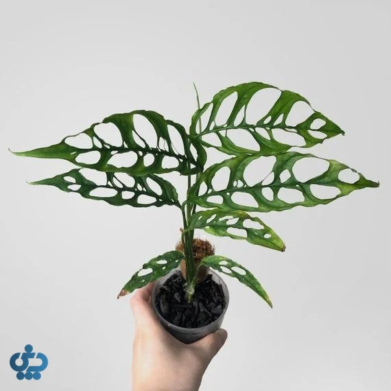 مونسترا اوبلیکا (Monstera Obliqua)