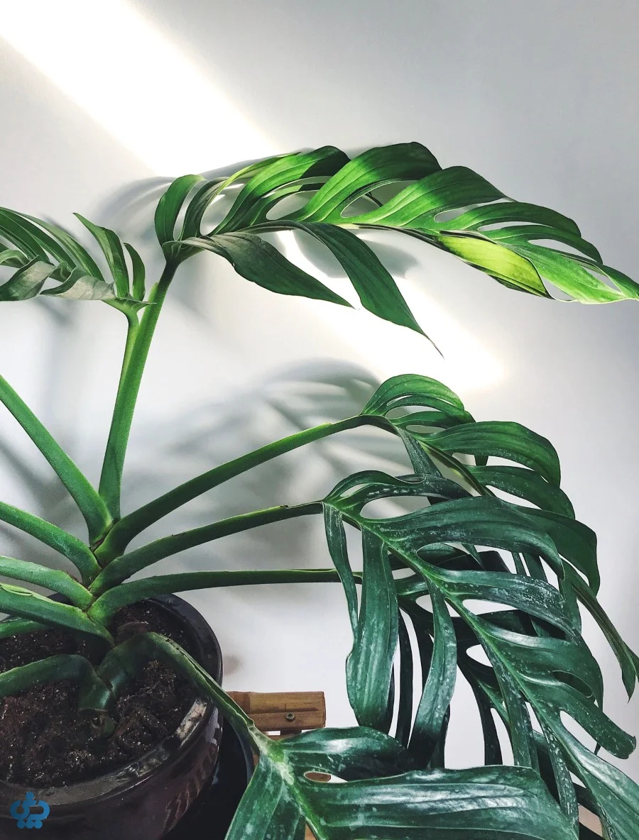 مونسترا پیناتی‌پارتیتا (Monstera Pinnatipartita)