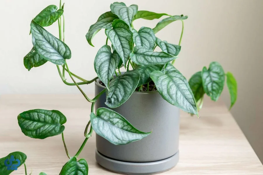 مونسترا سیلته‌پکانا (Monstera Siltepecana)