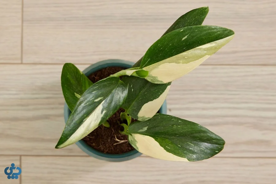مونسترا استندلیانا (Monstera Standleyana