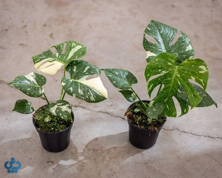 ونسترا تای کانستلیشن (Monstera Thai Constellation)