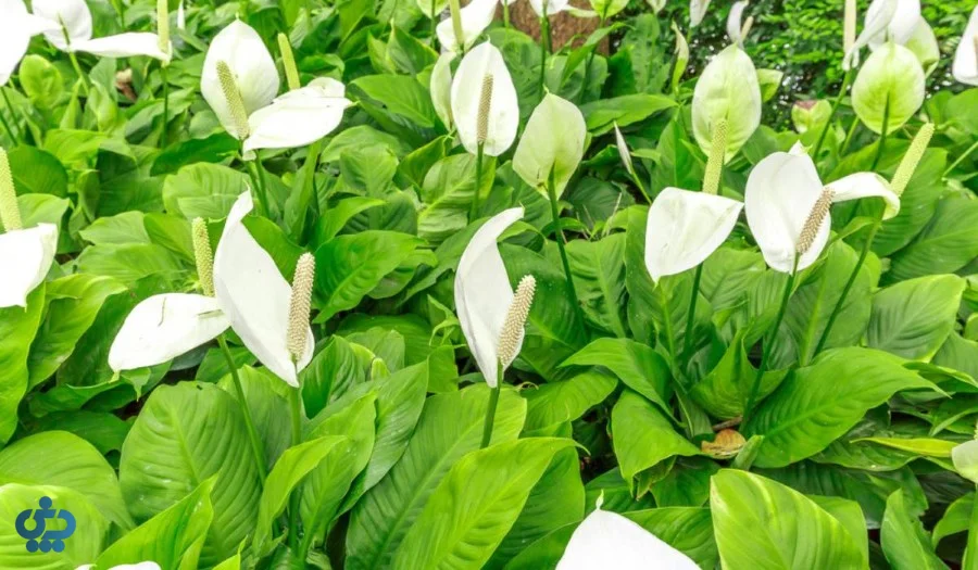 گل اسپاتی فیلوم (لی لی صلح)