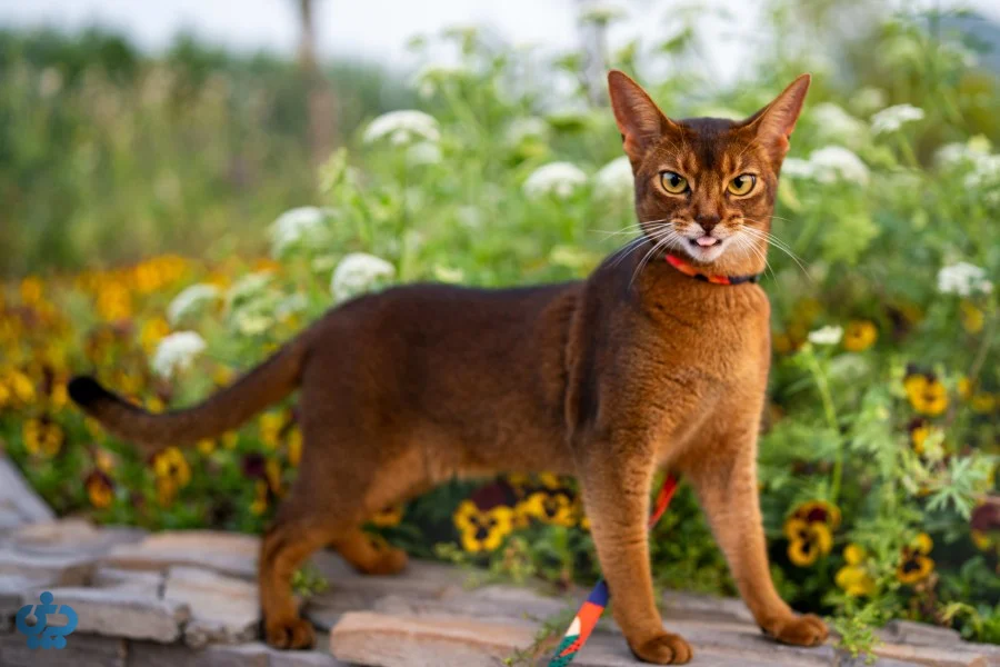 گربه ابیسینین (Abyssinian)