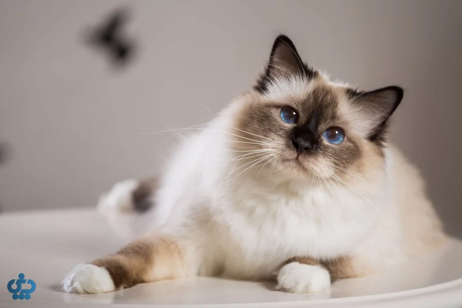 گربه برمن (Birman)