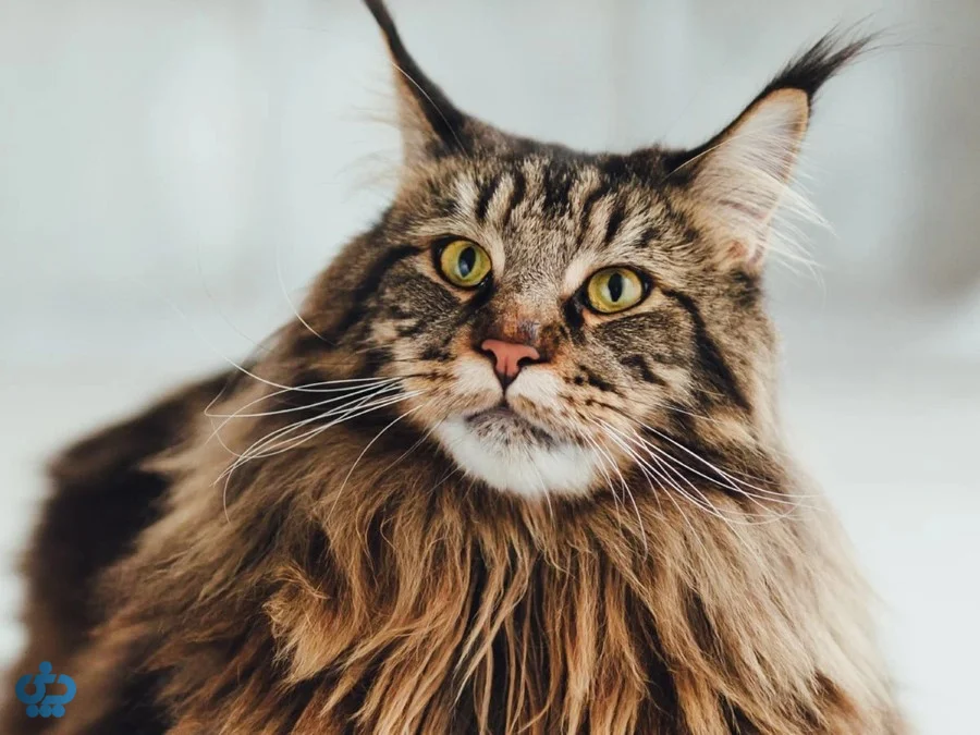 گربه مین‌کون (Maine Coon)