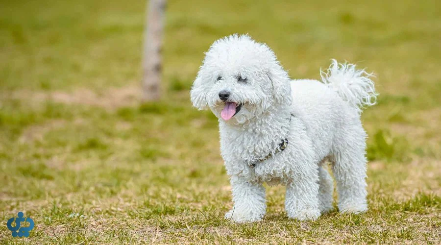پودل (Poodle)