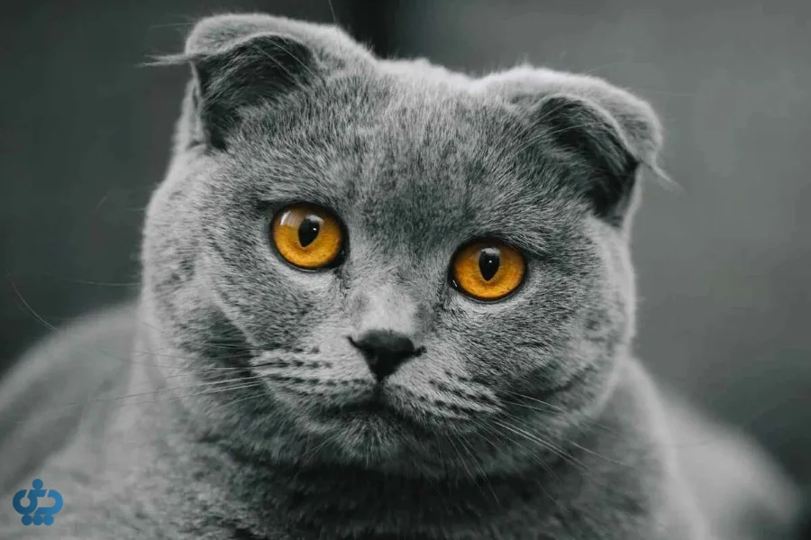گربه اسکاتیش فولد (Scottish Fold)