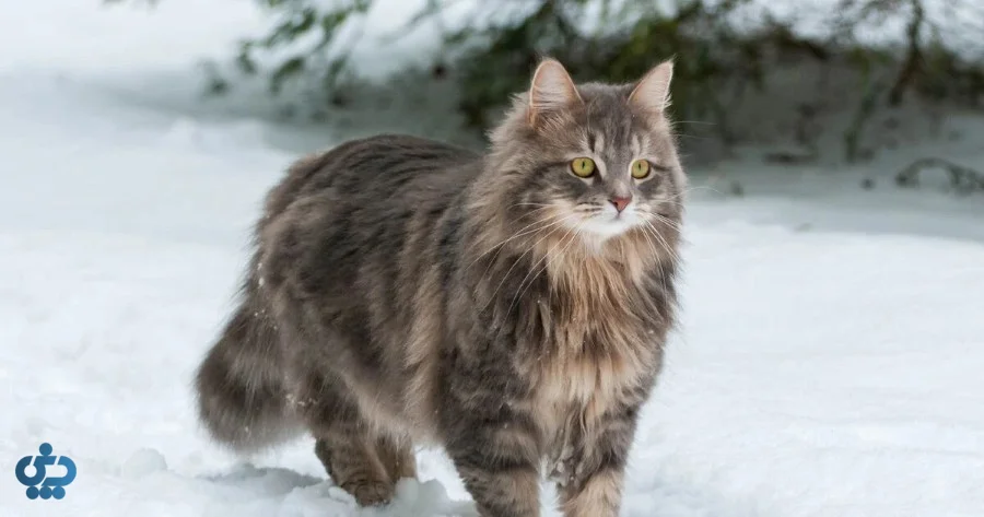 گربه سیبری (Siberian)
