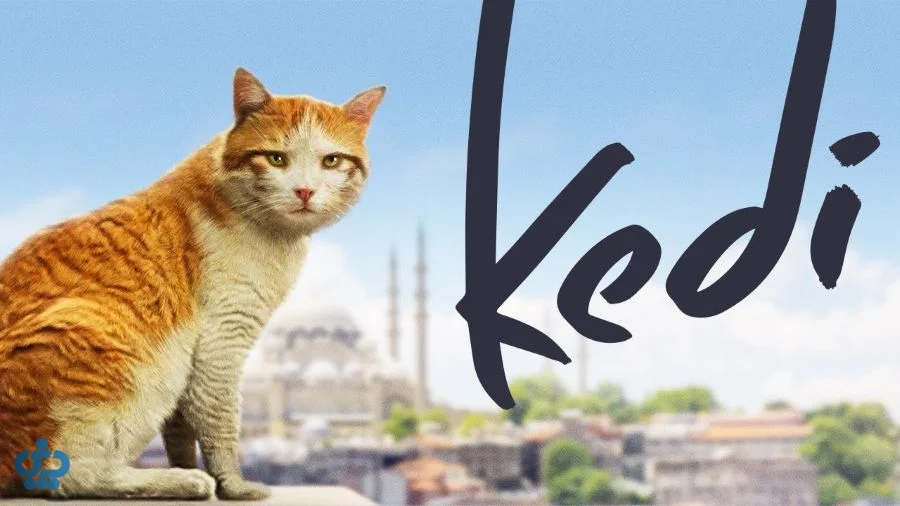 Kedi - گربه‌ها