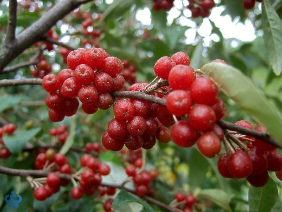 سیلور بری (Silverberry) چیست