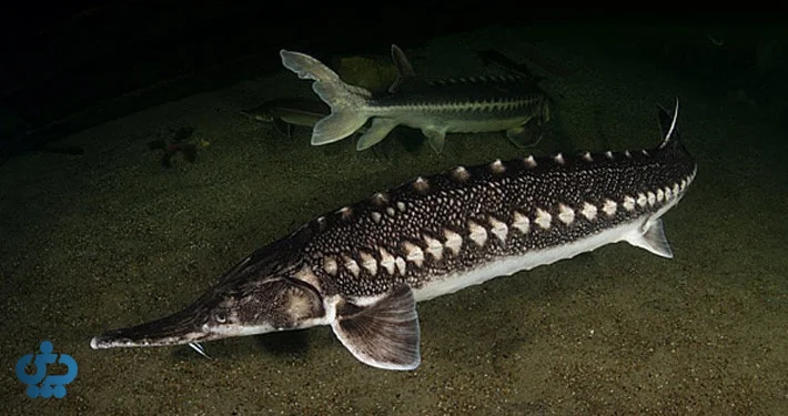 اوزون‌برون