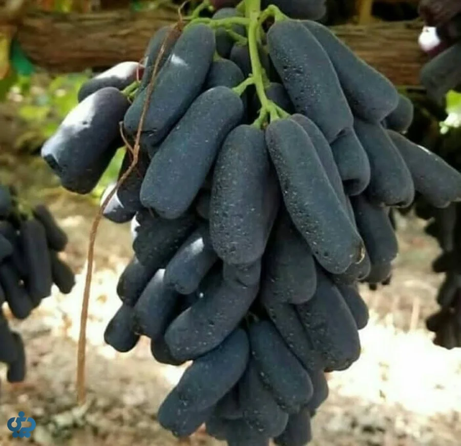 انگور بلک ویلیام (Black William)