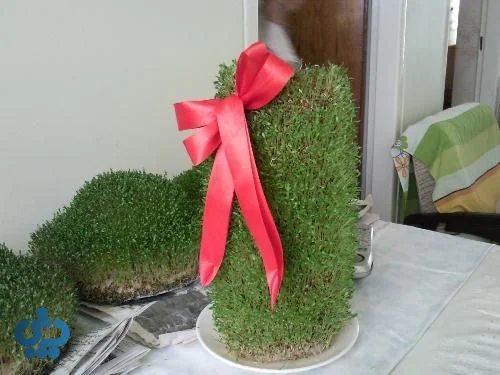 سبزه روی کوزه