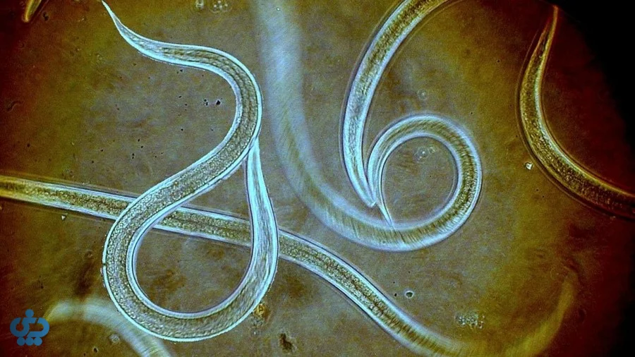 کرم‌های لوله‌ای