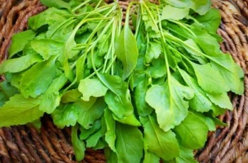 خواص شاهی؛ معجزه‌ای سبز برای درمان کم‌خونی و لاغری + عوارض و روش مصرف