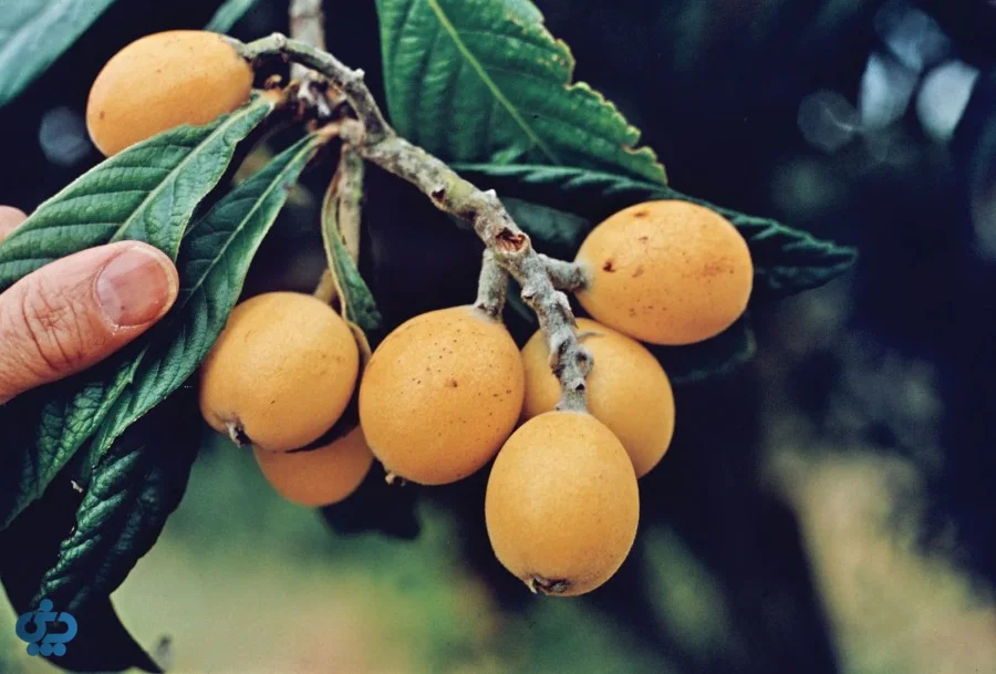 ارزش غذایی انبوه یا ازگیل ژاپنی