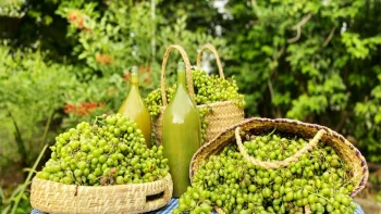 آبغوره خانگی ارگانیک تهیه شده از غوره‌های محلی