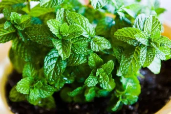 خواص نعنا و کاربردهای آن در طب سنتی