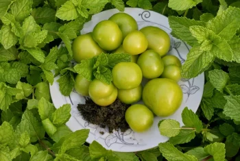 خواص آلوچه یا گوجه سبز؛ فواید، عوارض و تفاوت واقعی آن