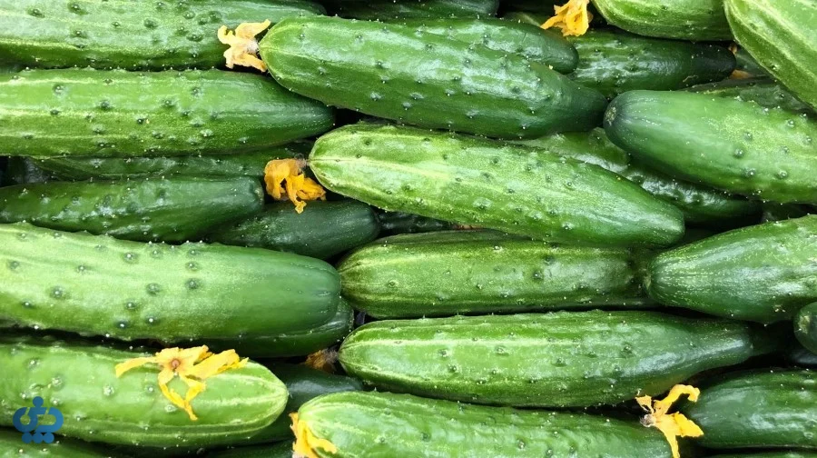 خیار بوته‌ای یا رسمی