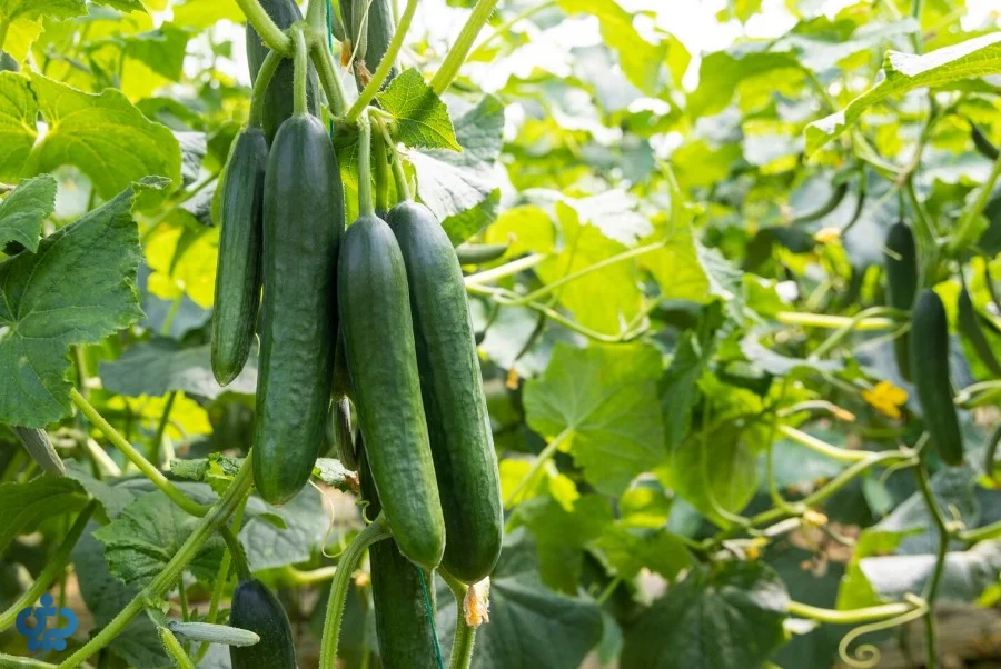 خیار گلخانه‌ای یا درختی